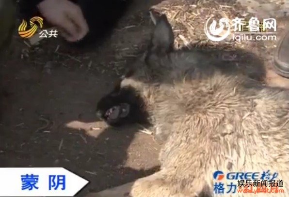 家猪拱死疑似狼 又是“指狗为狼”?